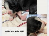 Chiots Berger Australien croisés Border Collie à vendre
