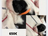 Chiots Berger Australien croisés Border Collie à vendre