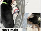 Chiots Berger Australien croisés Border Collie à vendre
