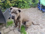 Mâle Cane Corso de 2 ans disponible pour saillie