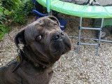 Mâle Cane Corso de 2 ans disponible pour saillie