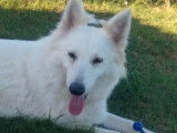 Chiots Berger Blanc Suisse LOF à vendre