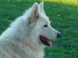 Chiots Berger Blanc Suisse LOF à vendre