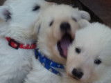 Chiots Berger Blanc Suisse LOF à vendre