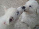 Chiots Berger Blanc Suisse LOF à vendre