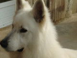 Chiots Berger Blanc Suisse LOF à vendre