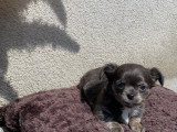 Chihuahua femelles à vendre