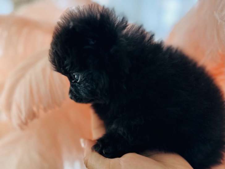 Chiot de type Loulou de Poméranie mâle à vendre