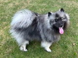 Mâle Spitz Loup LOF disponible pour saillie