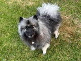 Mâle Spitz Loup LOF disponible pour saillie