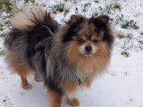 Titeuf, splendide mâle Spitz Allemand bleu merle pour saillie