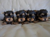 4 chiots Yorkshire Terrier à réserver