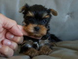 4 chiots Yorkshire Terrier à réserver