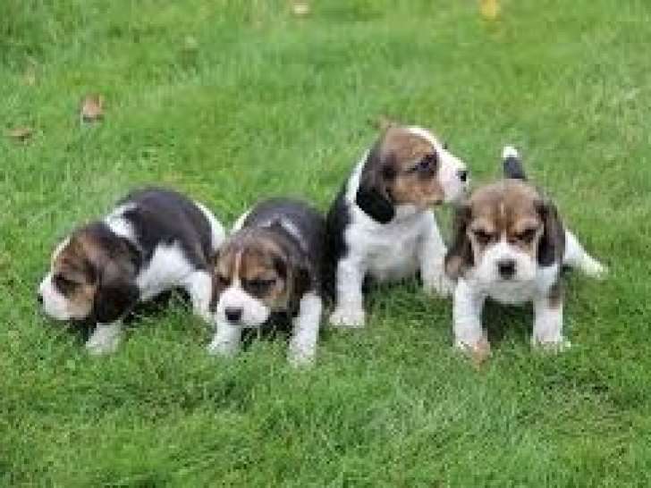Chiots Beagles mâle à vendre