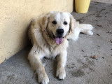 Tchopper Lover, Golden Retriever disponible pour saillie