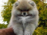 Magnifique femelle mini Spitz Poméranien de pure race à vendre