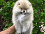 Magnifique femelle mini Spitz Poméranien de pure race à vendre