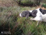 Chiots Pointer LOF &agrave; vendre