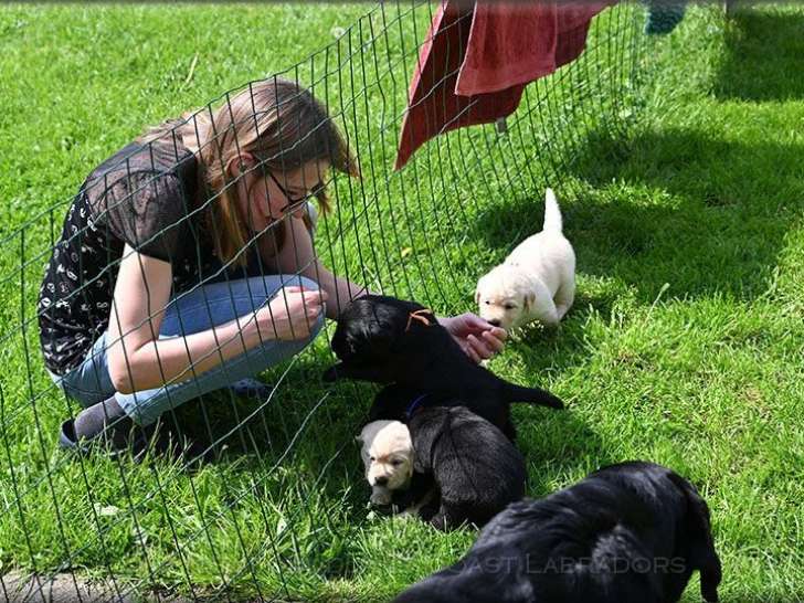 Adorables chiots Labrador Retriever à vendre