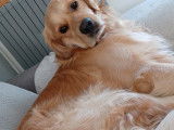 Adorable Golden Retriever LOF pour saillie