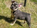 Chiot de race Bouledogue Français femelle à vendre