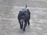 Mâle Staffordshire Bull Terrier pour saillie
