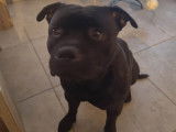Mâle Staffordshire Bull Terrier pour saillie