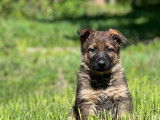 Chiots de race Berger Allemand à vendre (1 femelle & 2 mâles)
