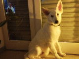 Berger Blanc Suisse disponible pour saillie