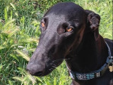 Chien Galgo noir de 13 mois à donner