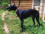 Chien Galgo noir de 13 mois &agrave; donner