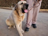 Chien de 4 ans à adopter