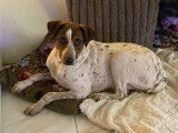 Chiot mâle de 11 mois à adopter