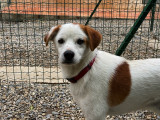 Chien de 5 ans à donner