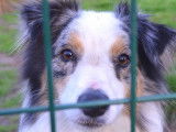 Chienne Berger Australien de 2 ans à donner