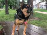 Chien Chihuahua de 4 ans à adopter
