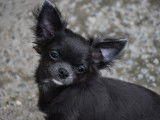 Magnifique petit mâle chihuahua bleu avec pedigree FCIà vendre