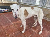 Chien Galgo blanc à donner