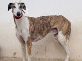 Chien Galgo à donner