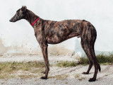 Chien Galgo bringé de deux ans à donner