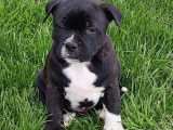 Dernier chiot m&acirc;le Staffie LOF disponibles