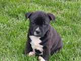 Dernier chiot m&acirc;le Staffie LOF disponibles