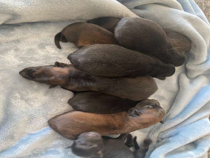 7 chiots berger malinois nés le 3 mai 2025!