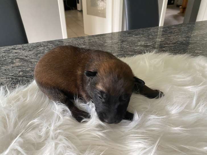 Magnifiques chiots berger malinois à vendre