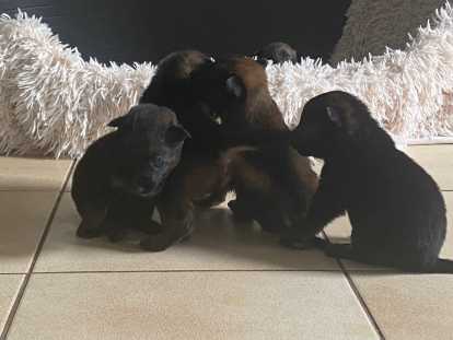 Magnifiques chiots berger malinois à vendre au prix de 580€