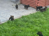 Magnifiques chiots berger malinois prix 580€