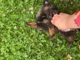 Magnifiques chiots berger malinois prix 580€