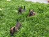 Magnifiques chiots berger malinois prix 580€