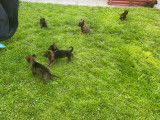 Magnifiques chiots berger malinois prix 580€
