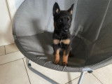 Magnifiques chiots berger malinois prix 580€
